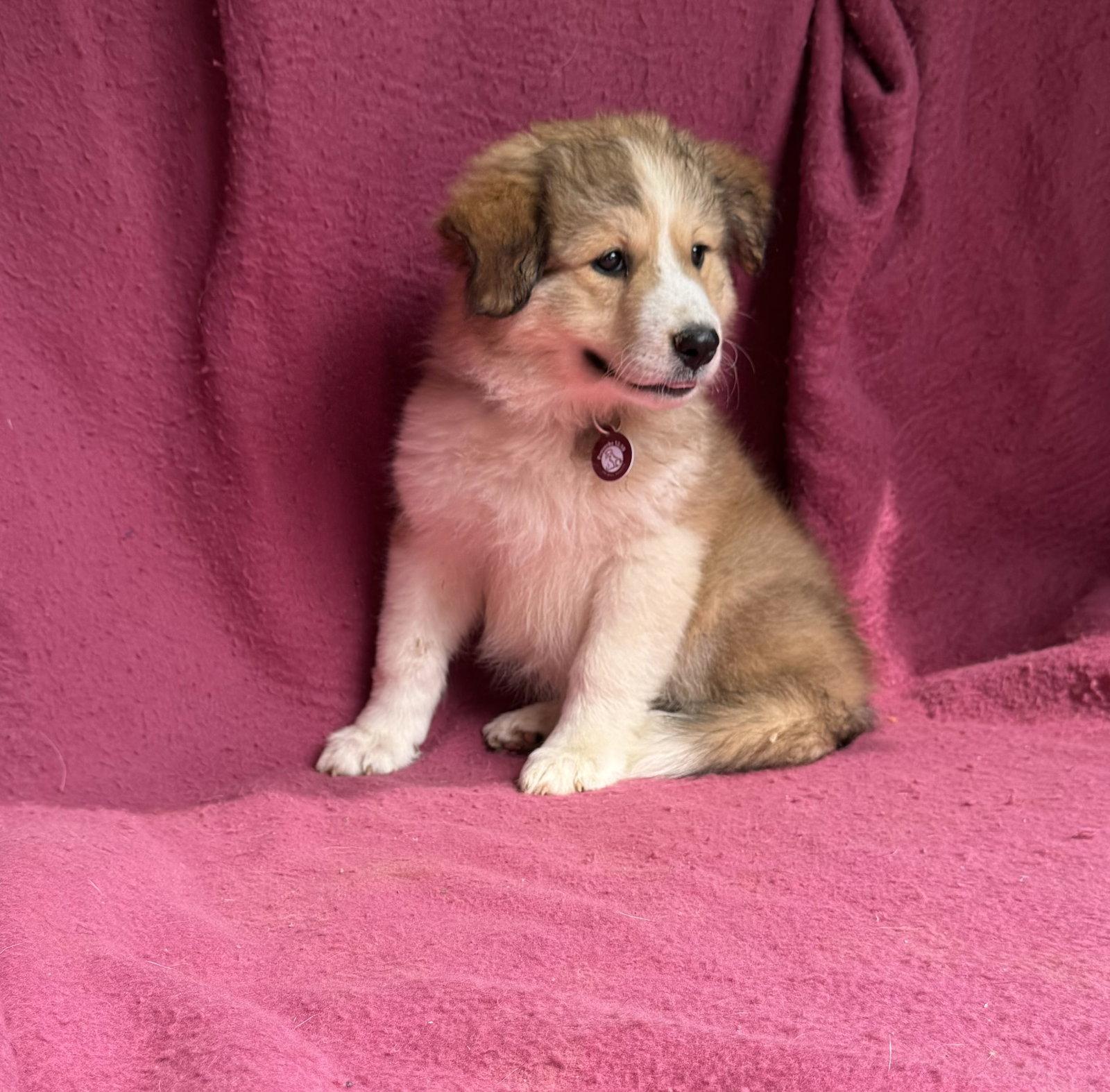 Cheerios, a Adopted Great Pyrenees in Nashville, TN image 3/3