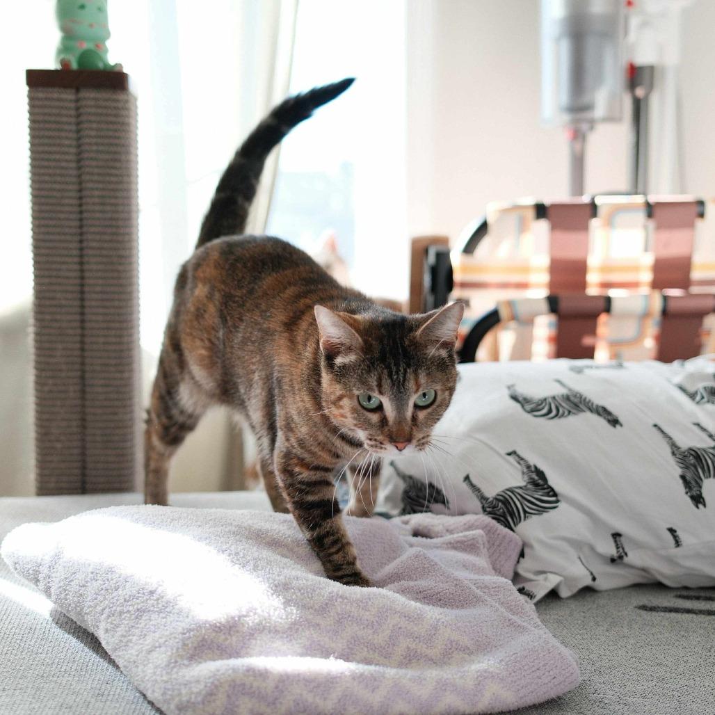 Enlarge Moana, a Adoptable Domestic Short Hair in Union City, CA image 2/5