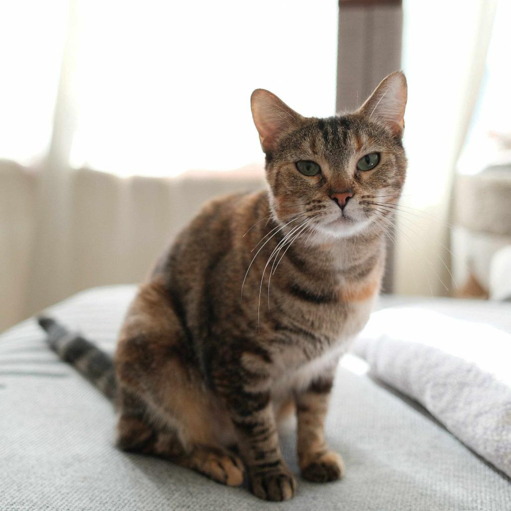 Enlarge Moana, a Adoptable Domestic Short Hair in Union City, CA image 4/5