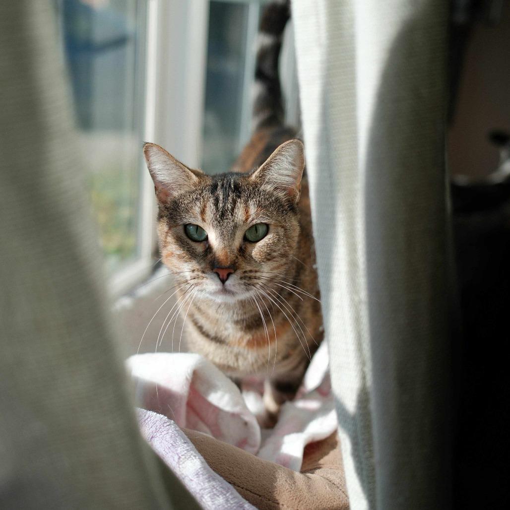 Enlarge Moana, a Adoptable Domestic Short Hair in Union City, CA image 5/5