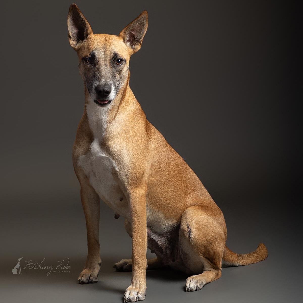 Yogurt, a Adoptable Shepherd in Friday Harbor, WA image 1/6