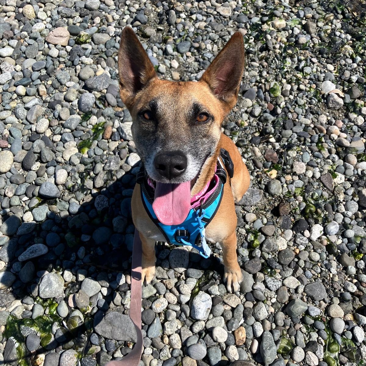 Yogurt, a Adoptable Shepherd in Friday Harbor, WA image 3/6