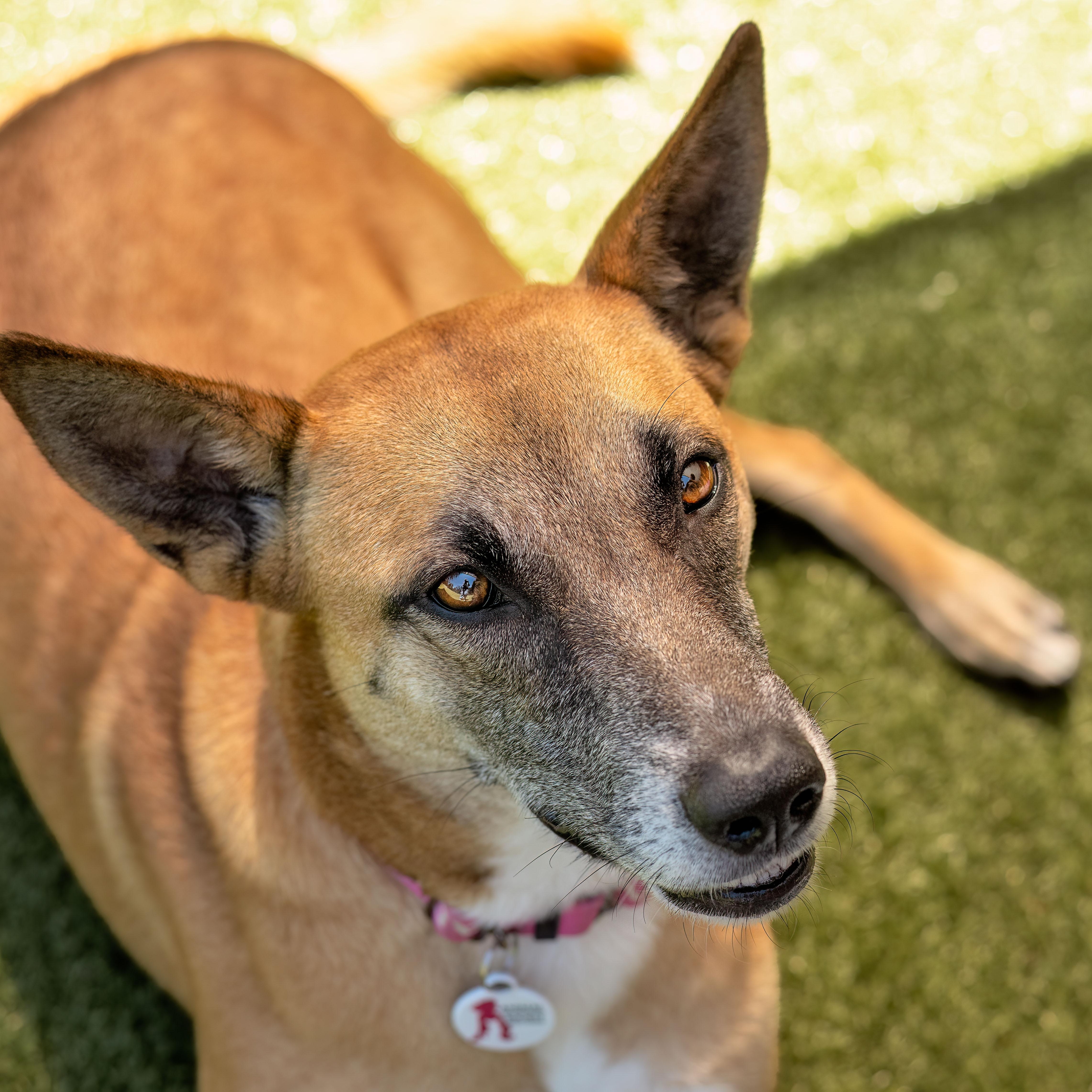 Yogurt, Adoptable, Adult Female Shepherd.