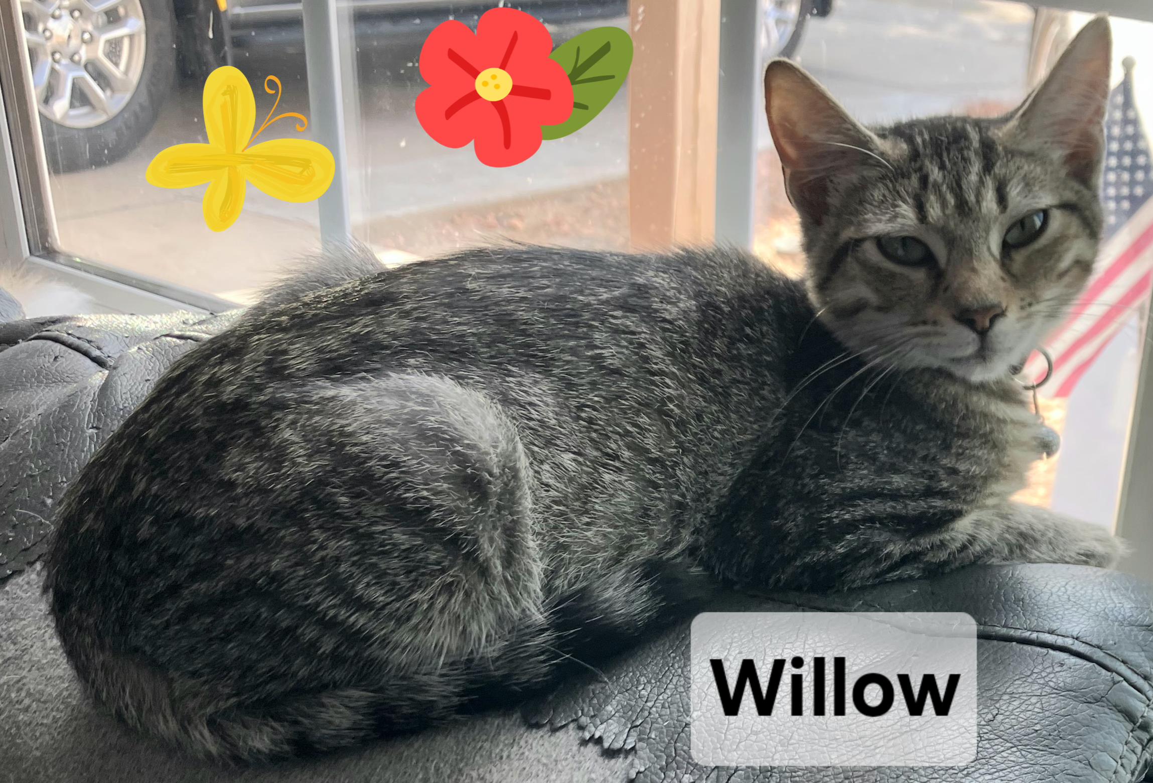 Willow, Adoptable, Young Female Domestic Short Hair & Tabby.