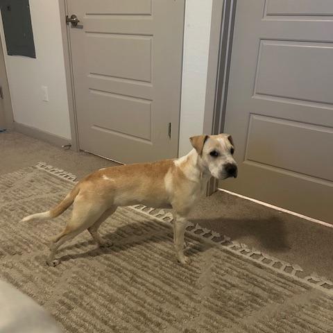 Maple, Adoptable, Young Female Shar-Pei & Labrador Retriever.