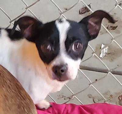 Enlarge Frankie, an adopted mixed breed in Santa Paula, CA image 3/4