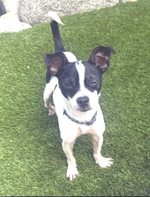 Frankie, an adopted mixed breed in Santa Paula, CA image 1/6