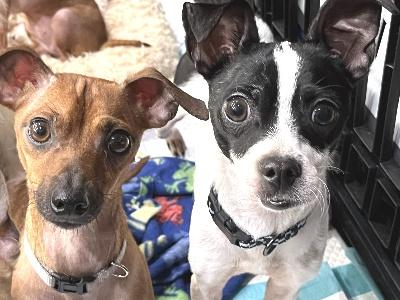 Frankie, an adopted mixed breed in Santa Paula, CA image 3/6