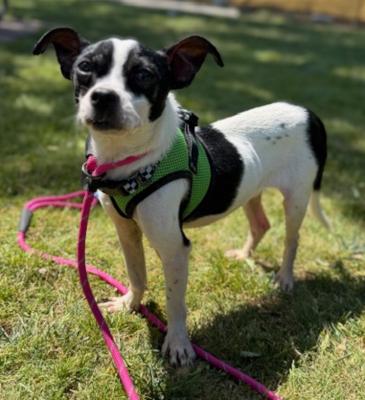 Enlarge Frankie, an adopted mixed breed in Santa Paula, CA image 1/4