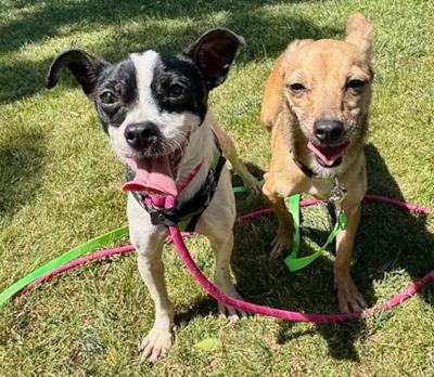 Enlarge Frankie, an adopted mixed breed in Santa Paula, CA image 2/4