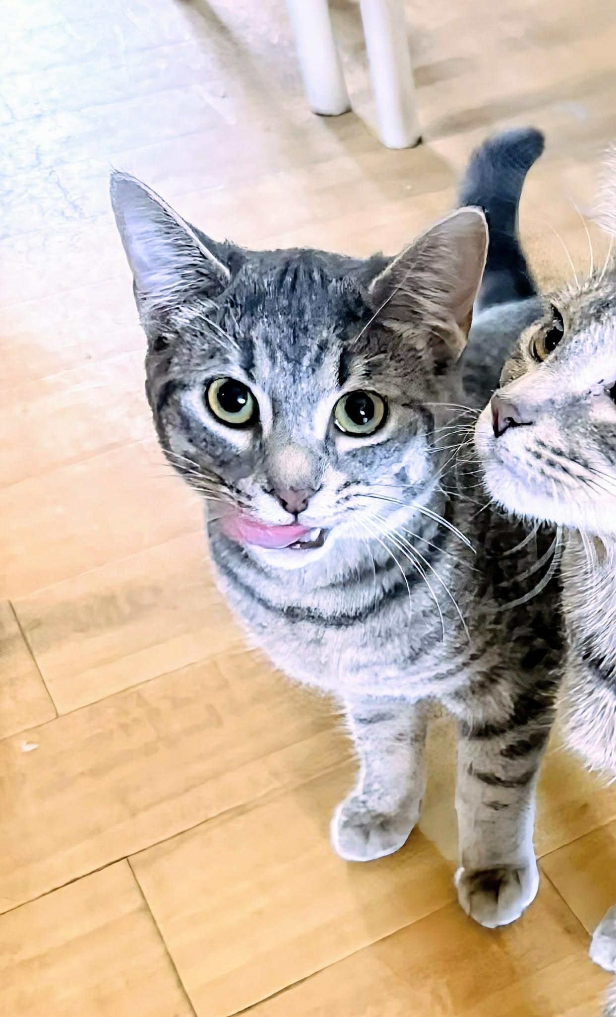 Babygirl, a ADOPTABLE Domestic Short Hair in Winnipeg, MB image 2/2