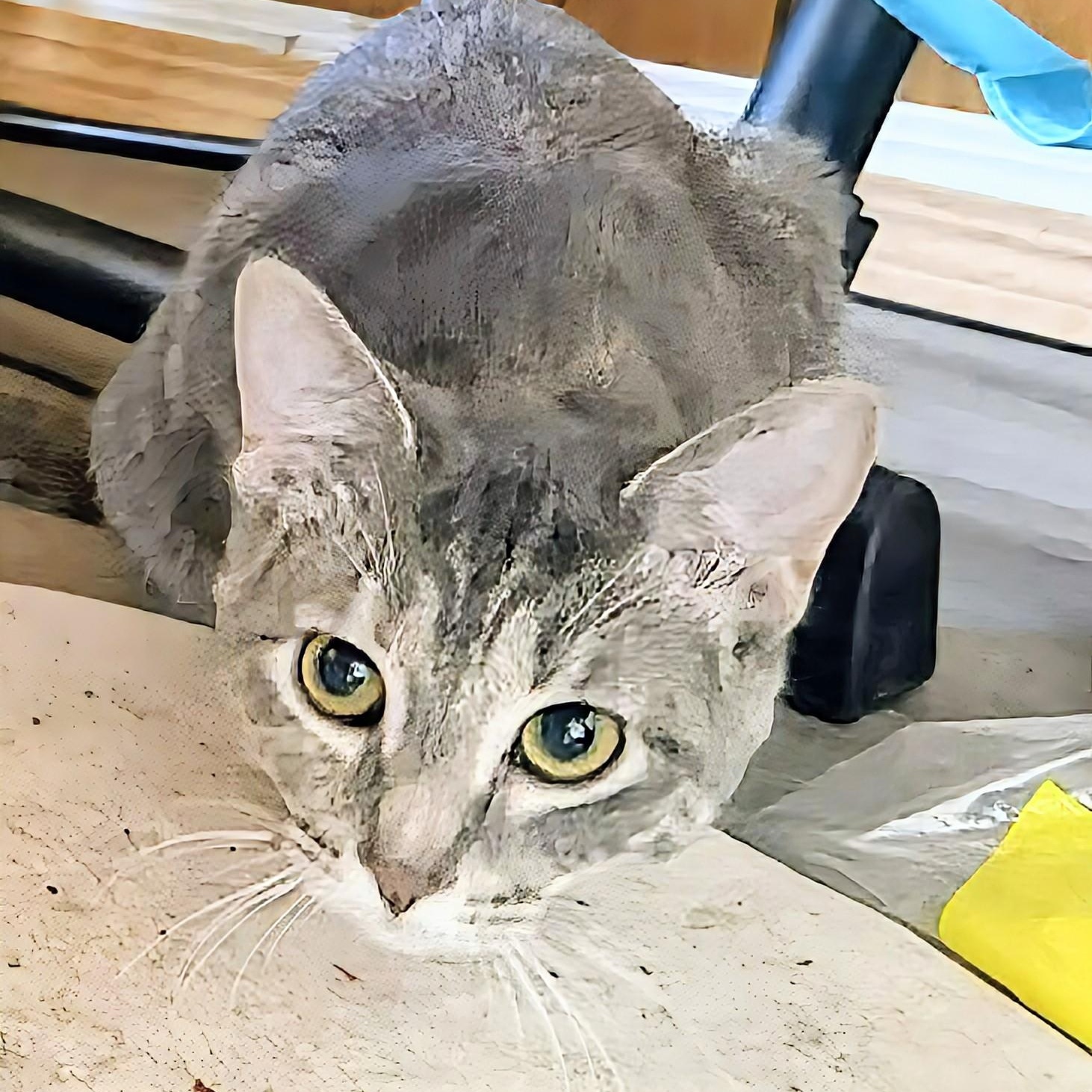 Babygirl, a ADOPTABLE Domestic Short Hair in Winnipeg, MB image 1/2