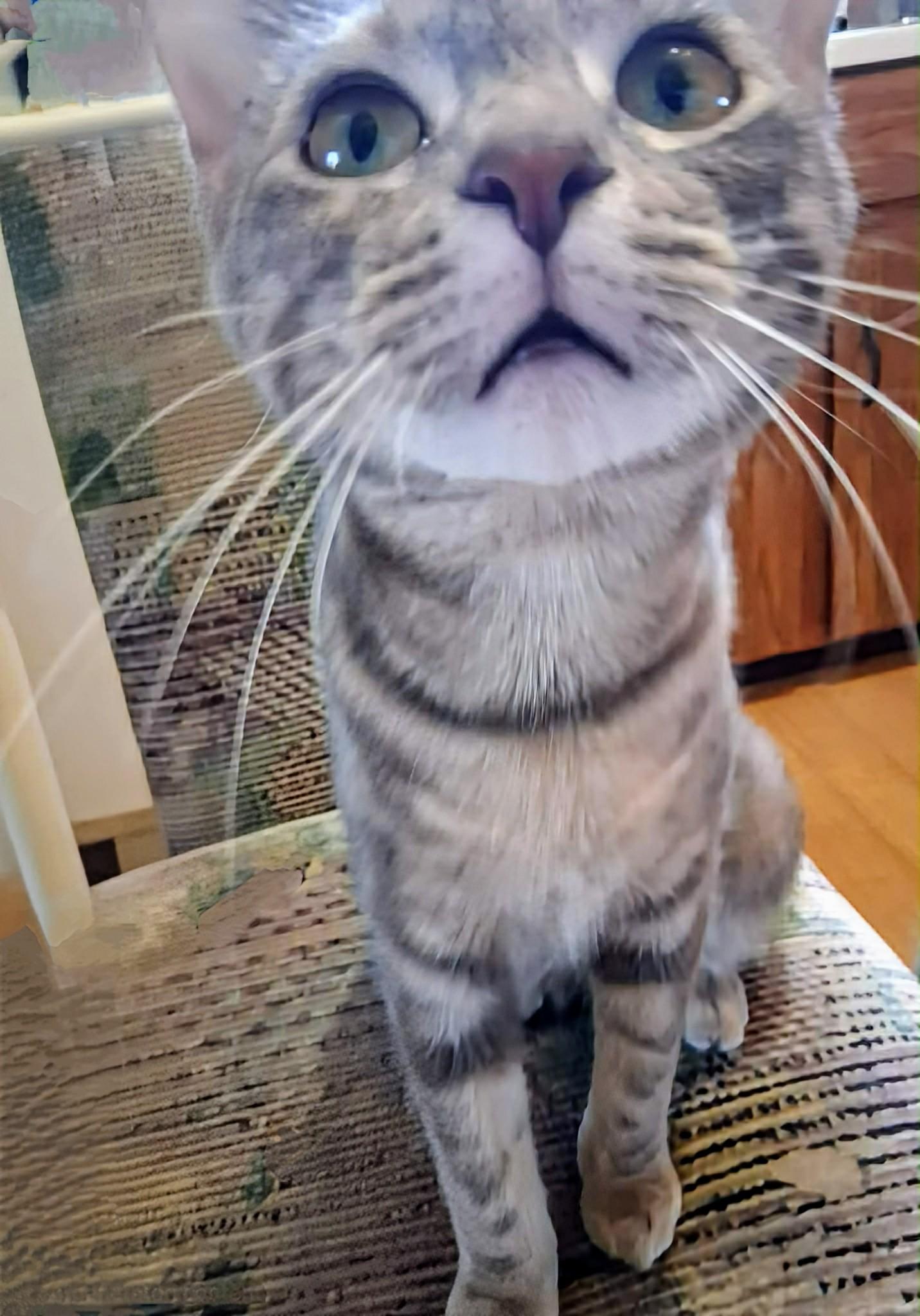 Enlarge Babygirl, a ADOPTABLE Domestic Short Hair in Winnipeg, MB image 5/5