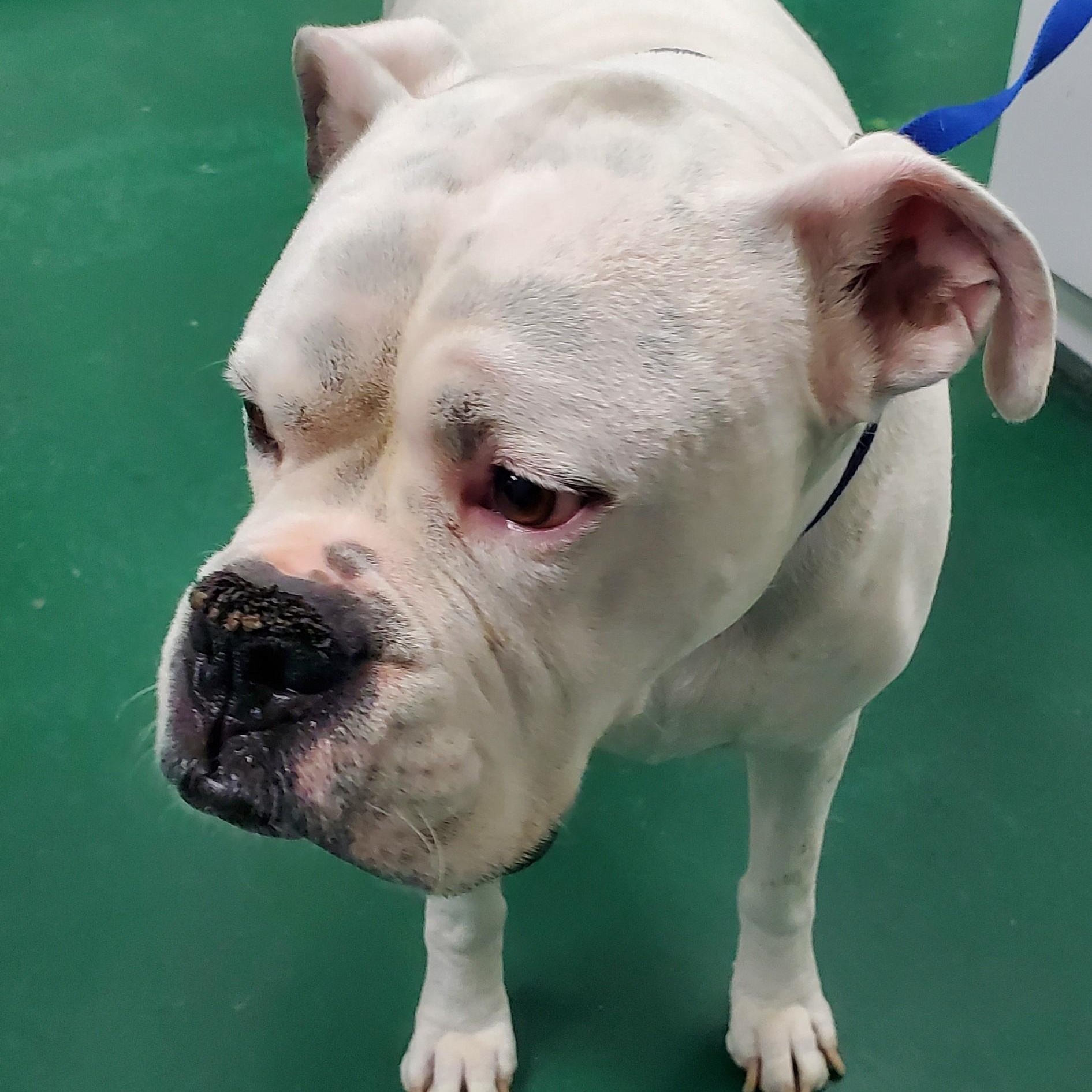 Chance, an adoptable Boxer in Alpharetta, GA image 4/4