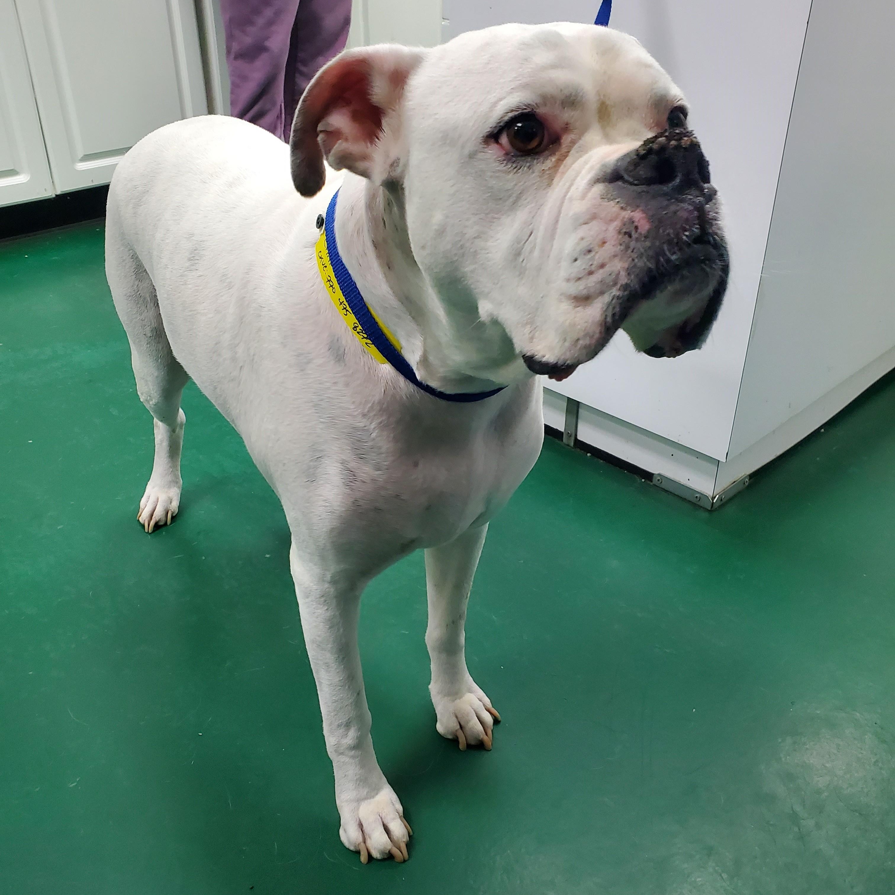 Chance ~~ VISIT ME AT CRABAPPLE KNOLL, adoptable, Senior Male Boxer.