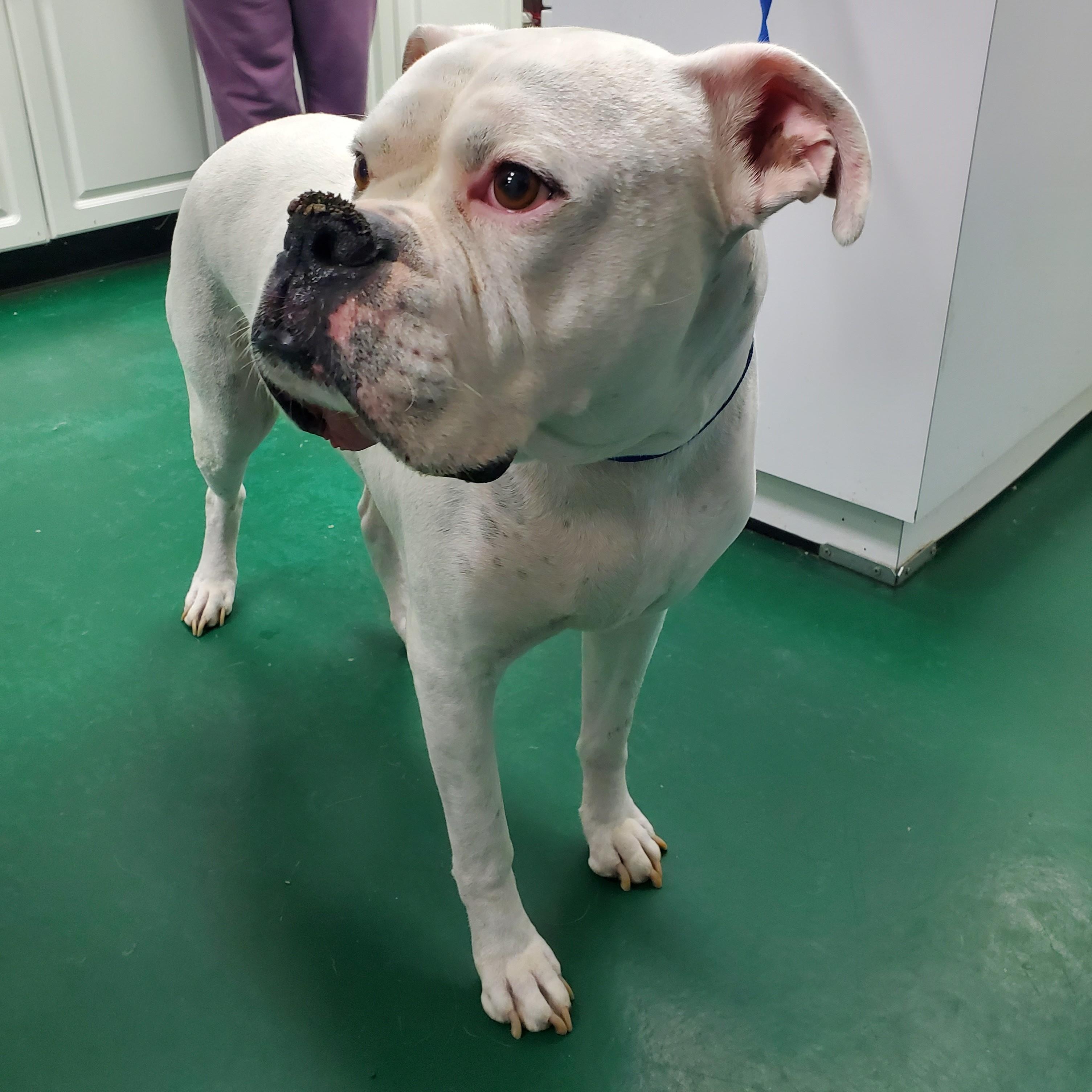 Chance, adoptable, Senior Male Boxer.