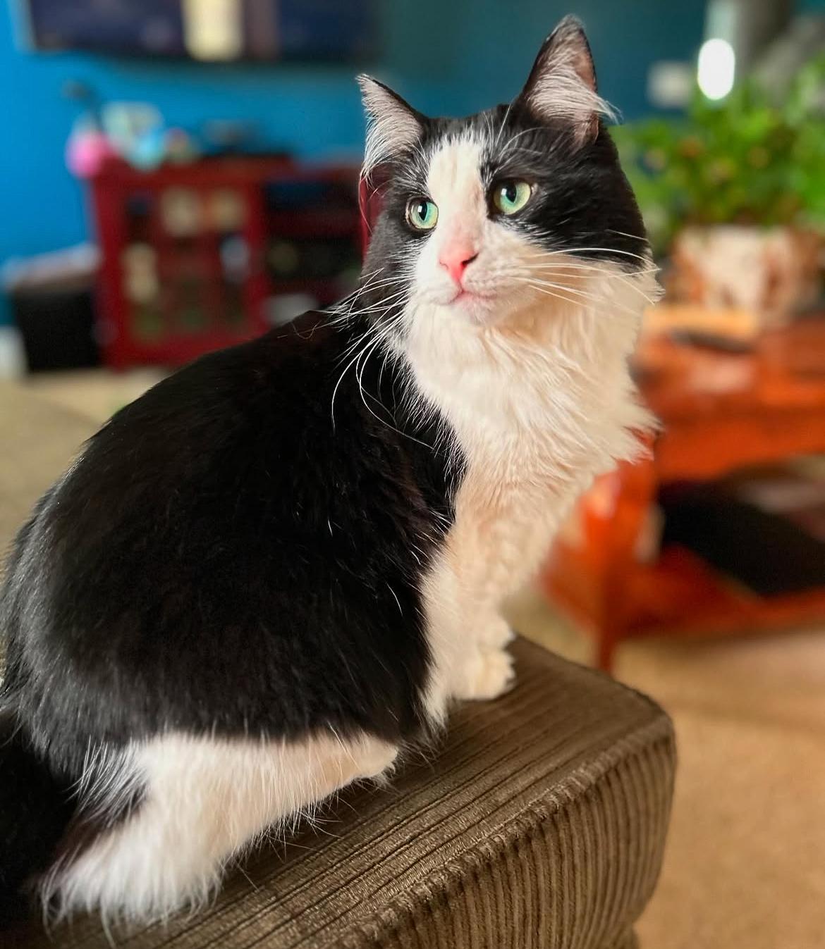 Mew
