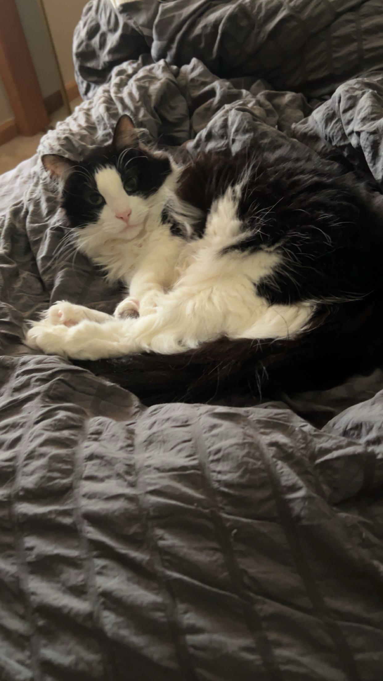 Mew photo 2