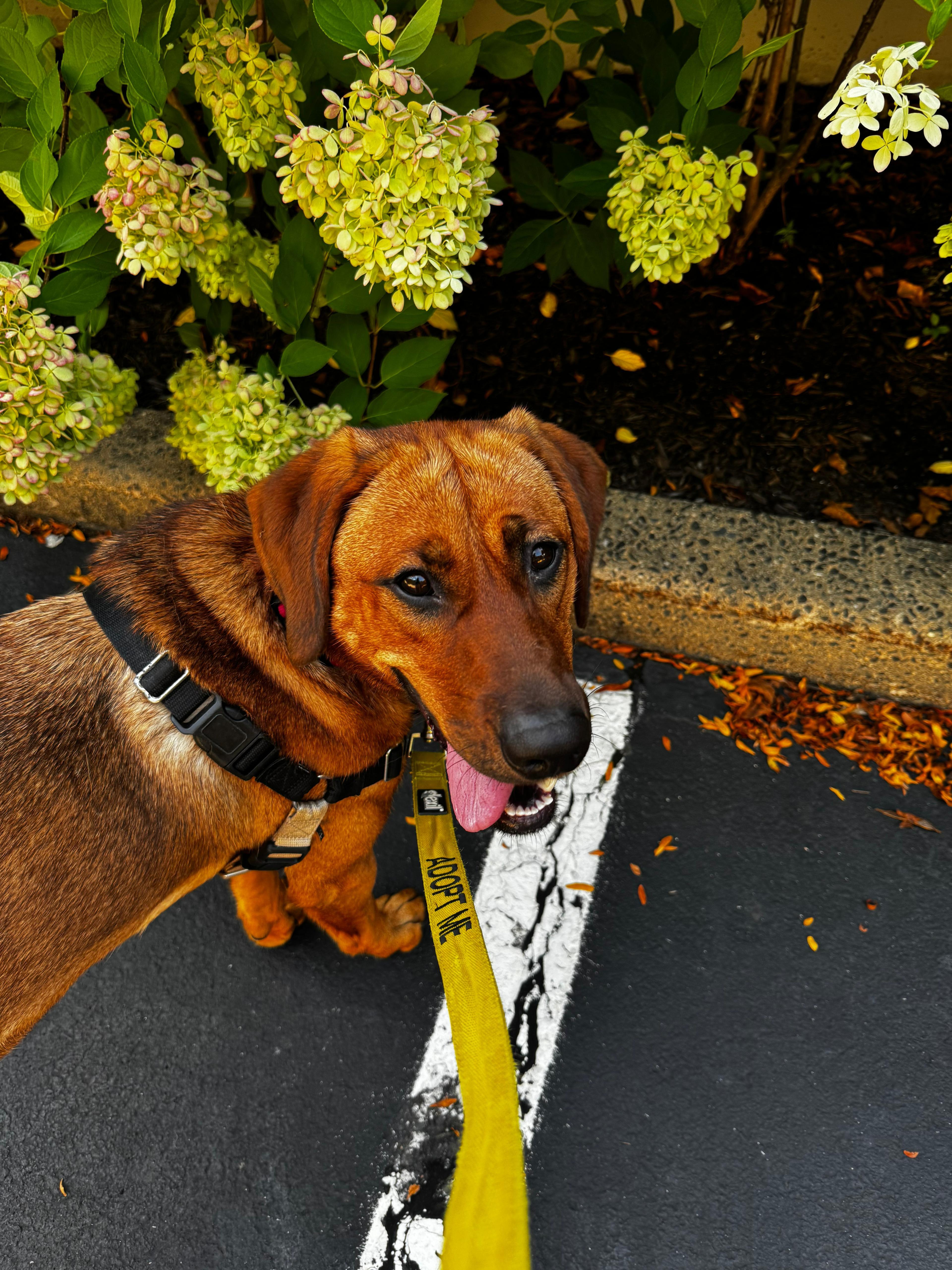 Rosie, ADOPTABLE, Young Female Labrador Retriever & Hound.