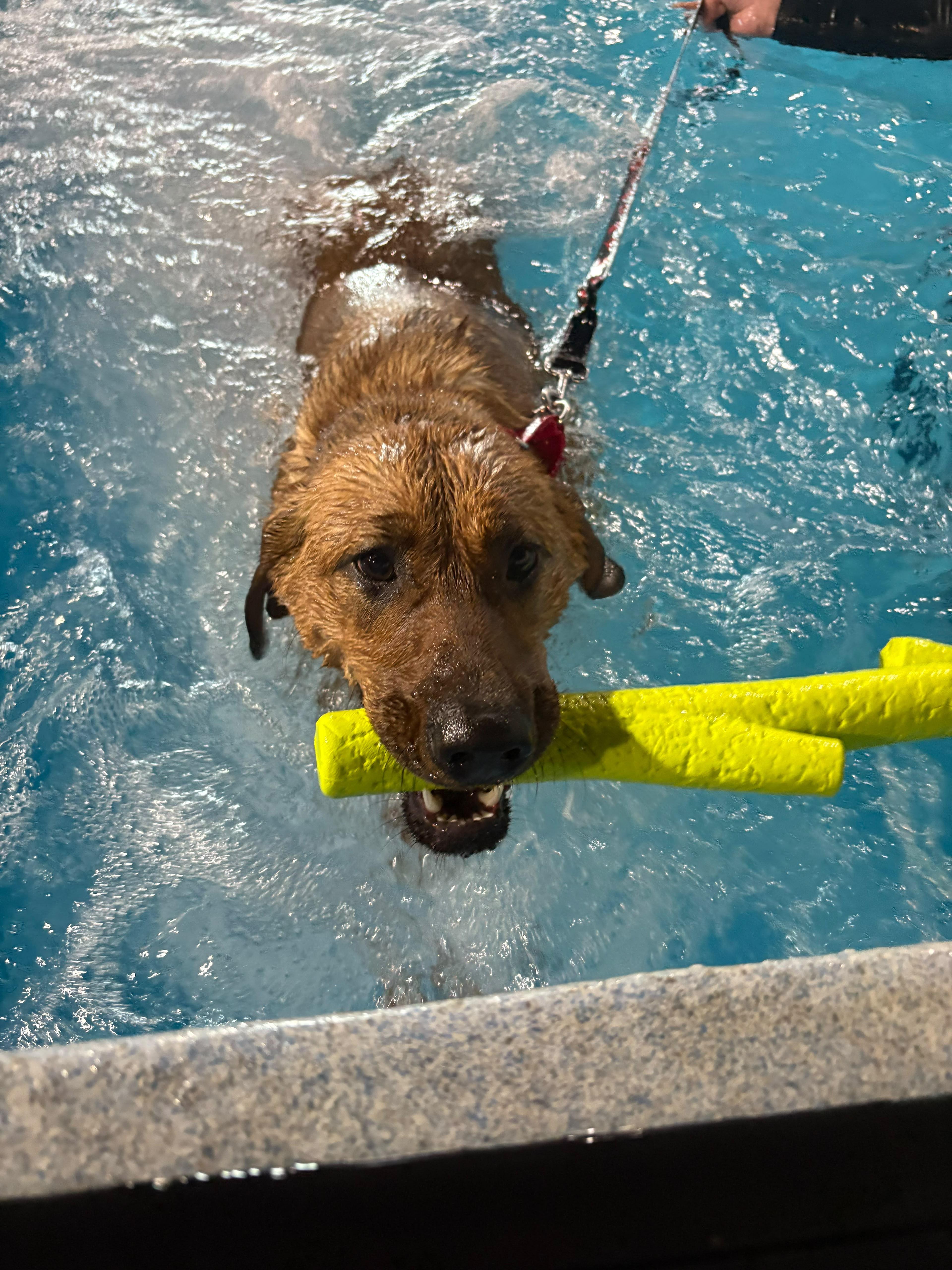 Enlarge Rosie, a ADOPTABLE mixed breed in Norwalk, CT image 5/6