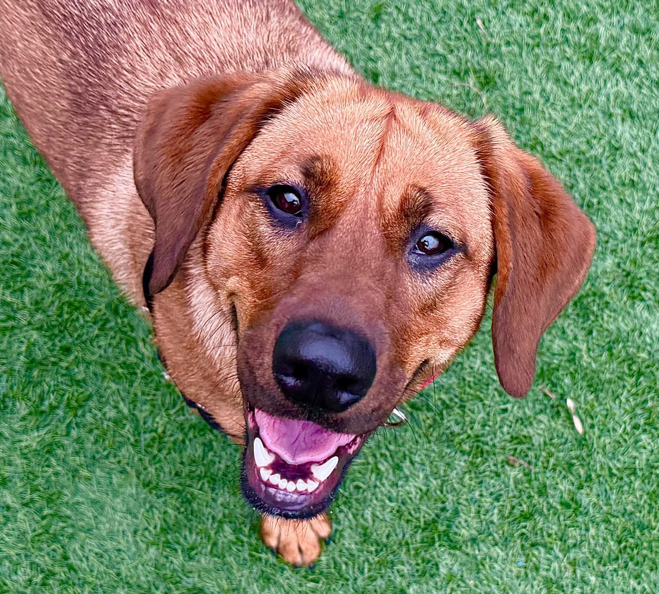 Enlarge Rosie, a ADOPTABLE mixed breed in Norwalk, CT image 4/6