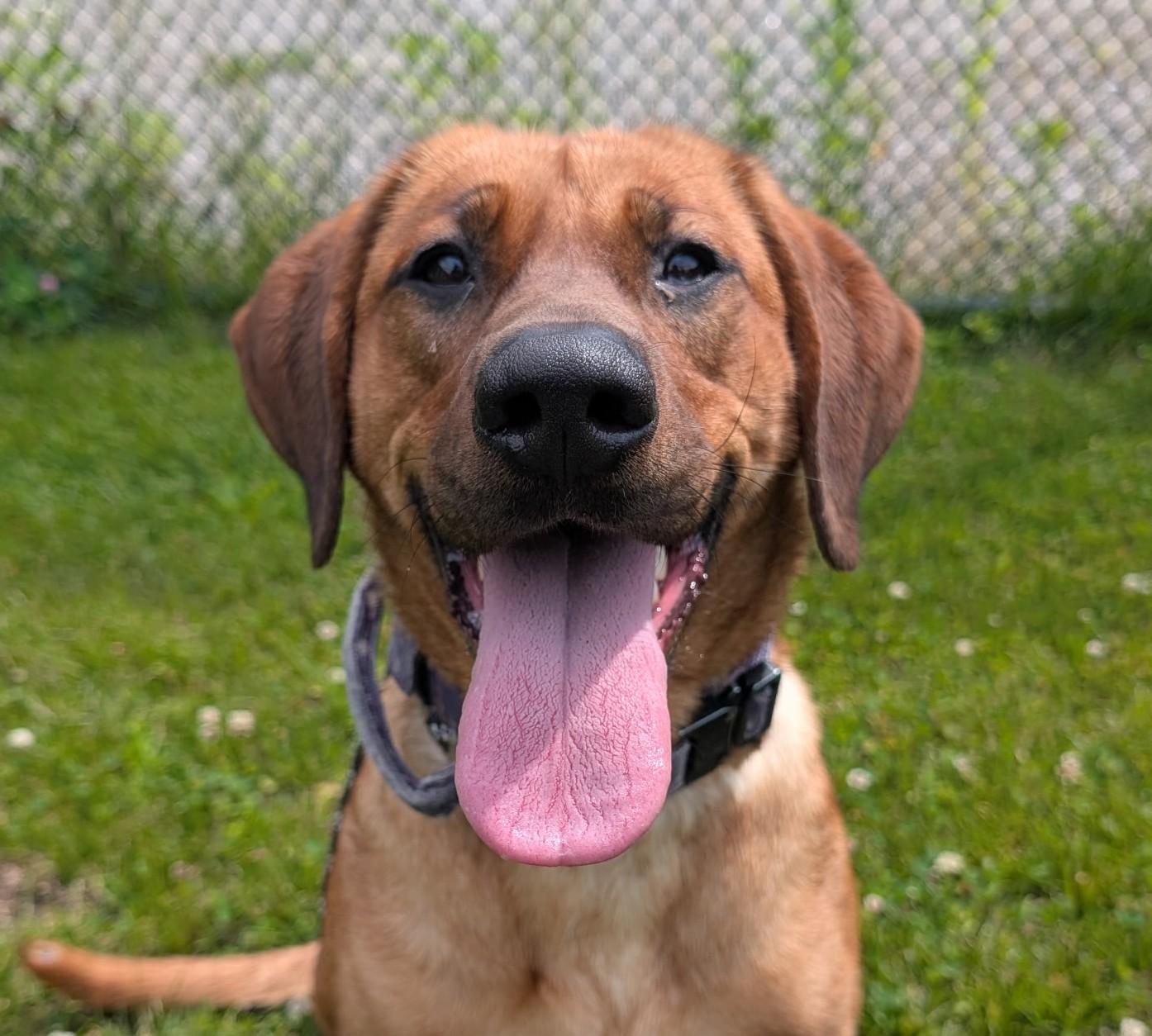 Enlarge Rosie, a ADOPTABLE mixed breed in Norwalk, CT image 6/6