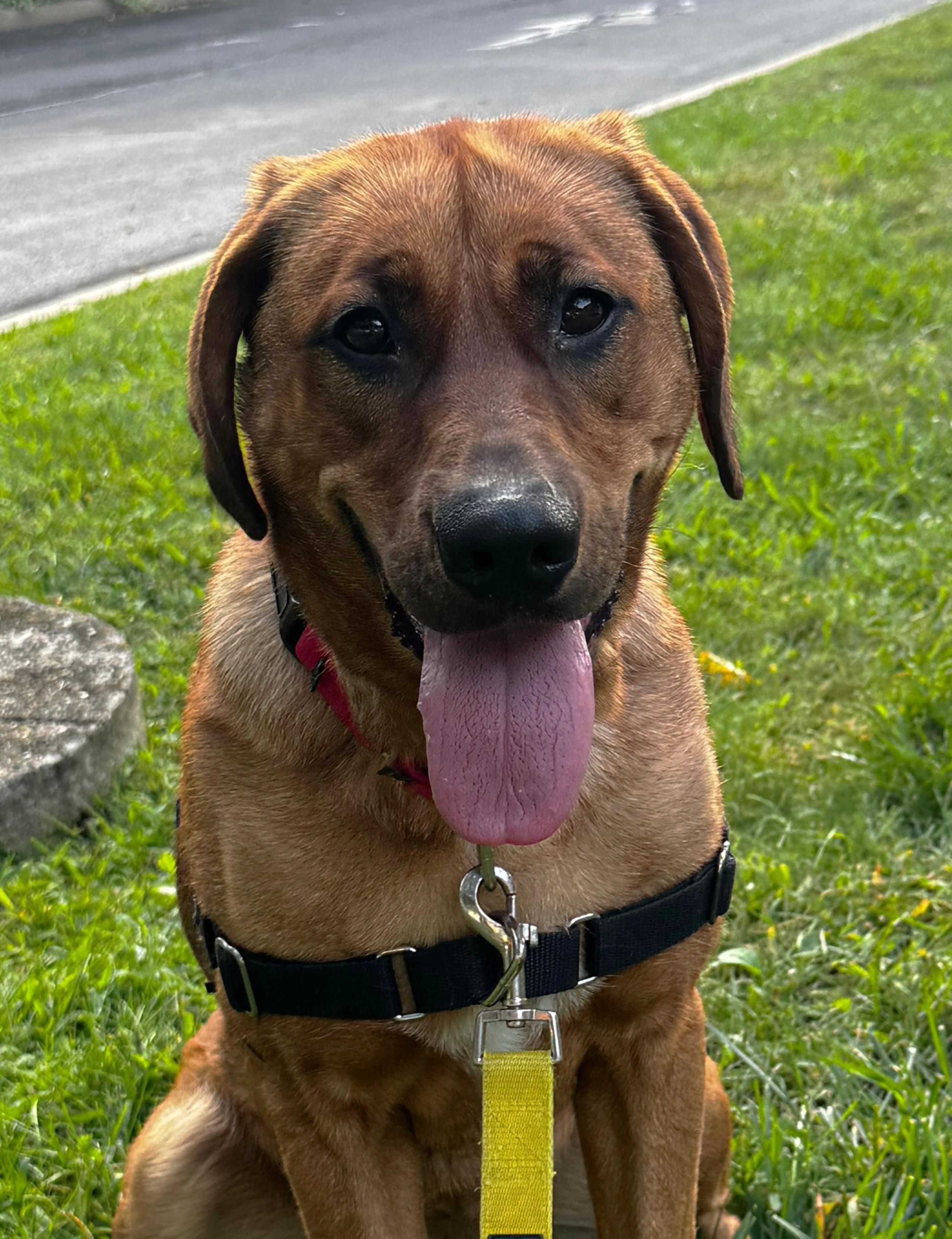 Enlarge Rosie, a ADOPTABLE mixed breed in Norwalk, CT image 2/6