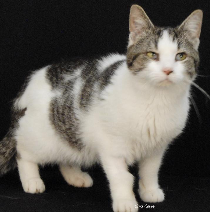 Bailey Wick, Adoptable, Adult Male Domestic Short Hair.