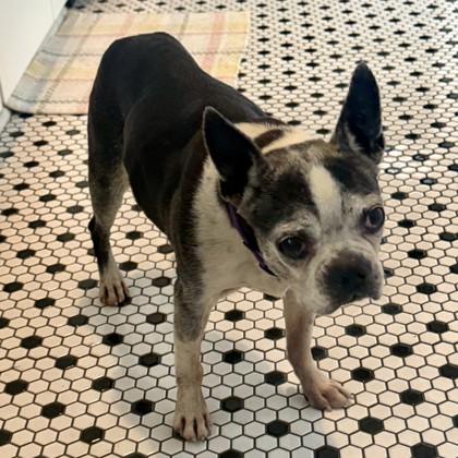 Enlarge Maude, a Adoptable mixed breed in Savannah, GA image 1/3