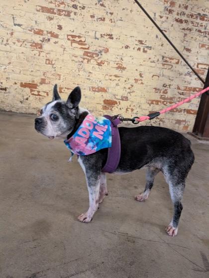 Enlarge Maude, a Adoptable mixed breed in Savannah, GA image 2/3