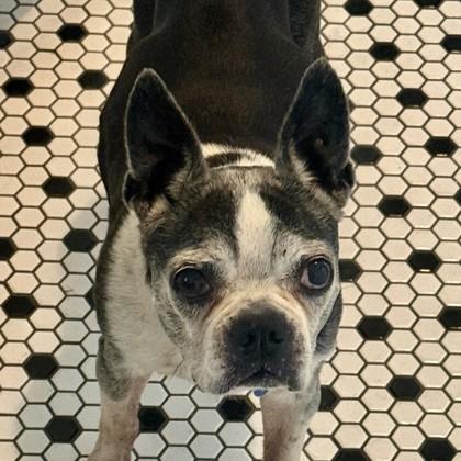 Enlarge Maude, a Adoptable mixed breed in Savannah, GA image 3/3