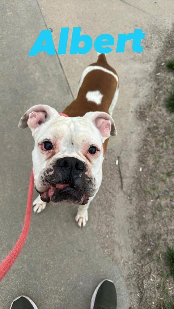 AC Albert, Adopted, Adult Male Boxer.