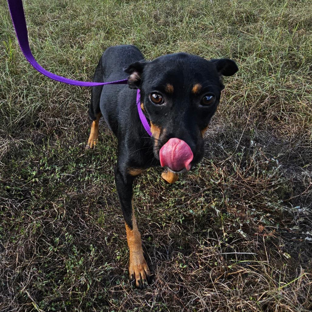 Betsy, Adoptable, Young Female Chihuahua & Dachshund.