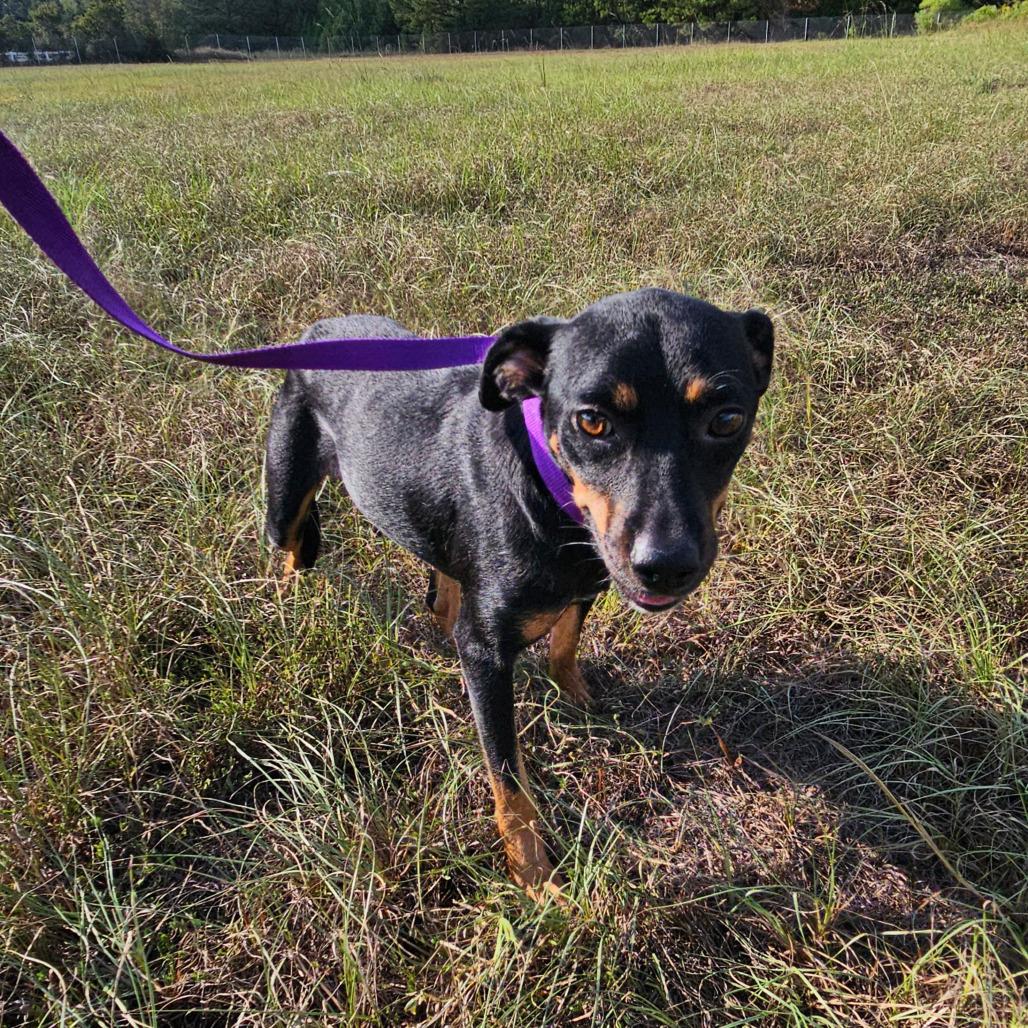 Enlarge Betsy, a Adoptable mixed breed in Hattiesburg, MS image 2/4