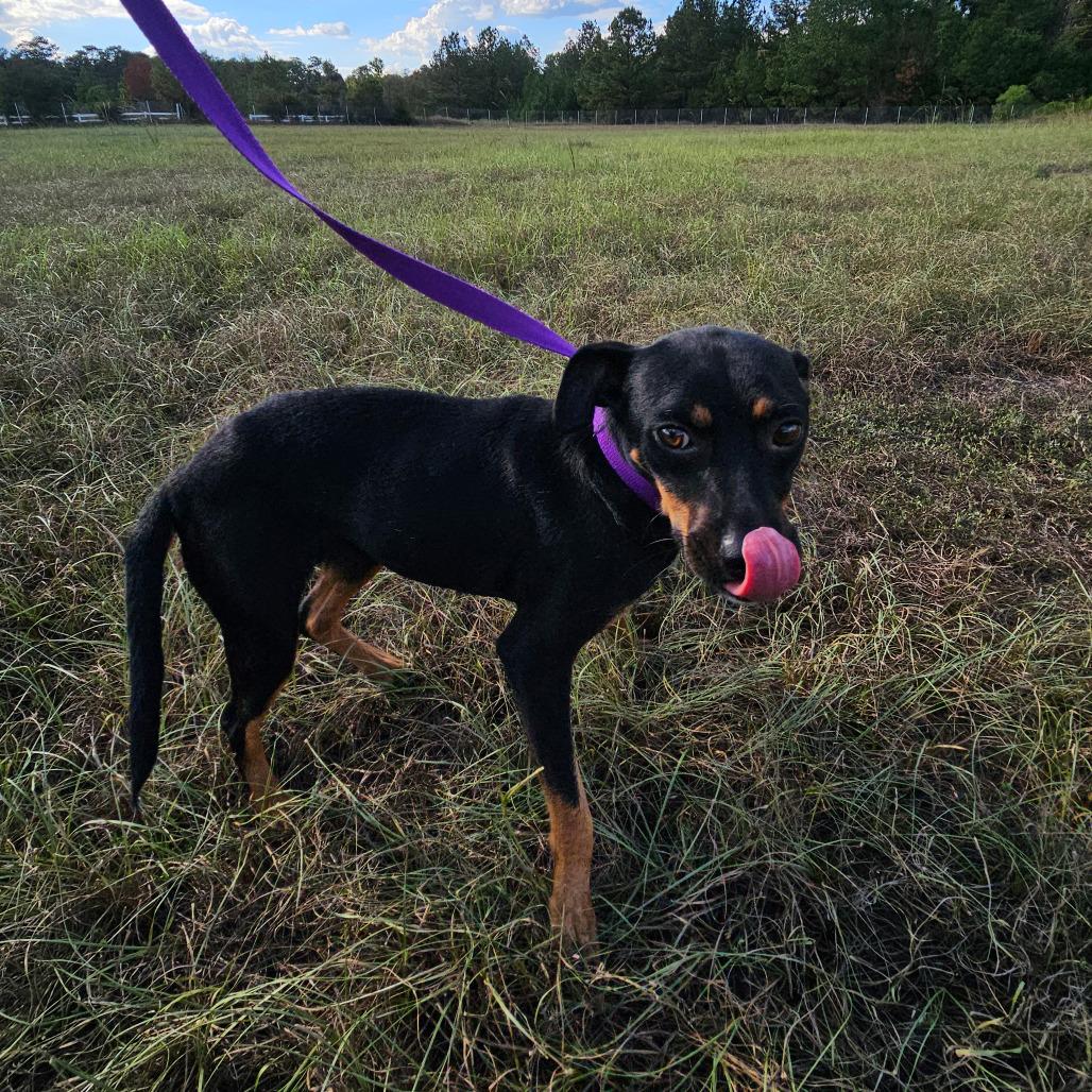 Enlarge Betsy, a Adoptable mixed breed in Hattiesburg, MS image 3/4