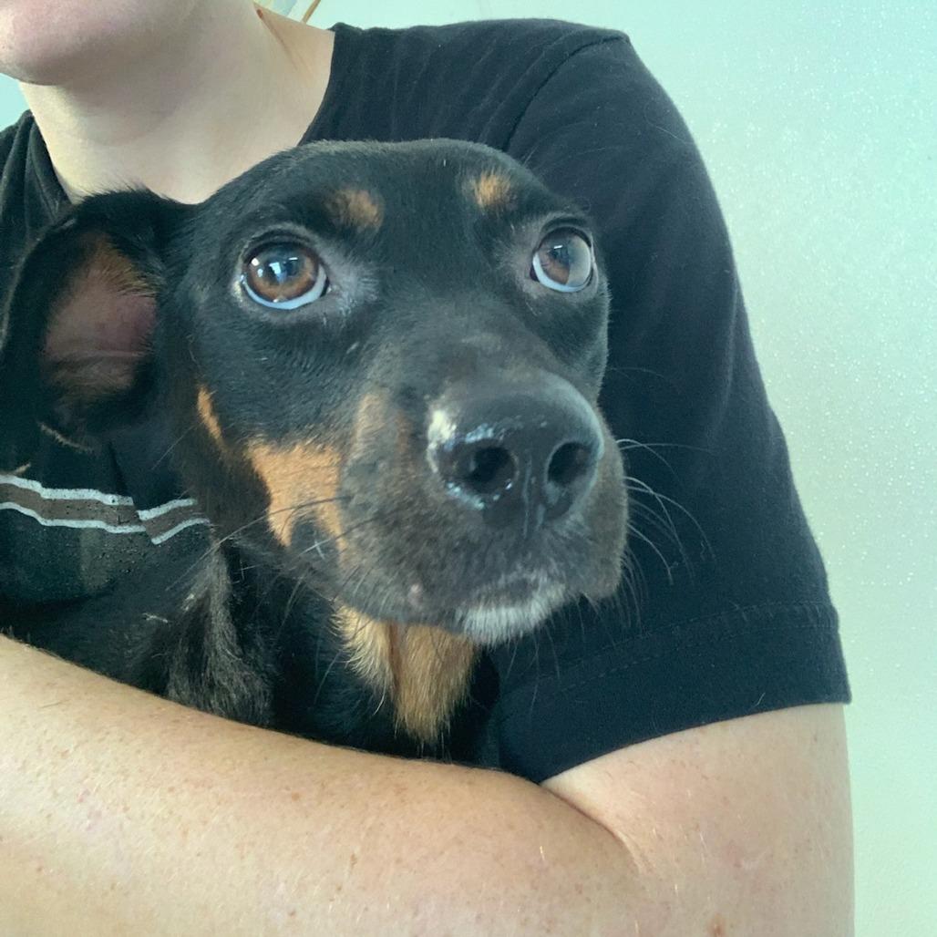 Enlarge Betsy, a Adoptable mixed breed in Hattiesburg, MS image 4/4