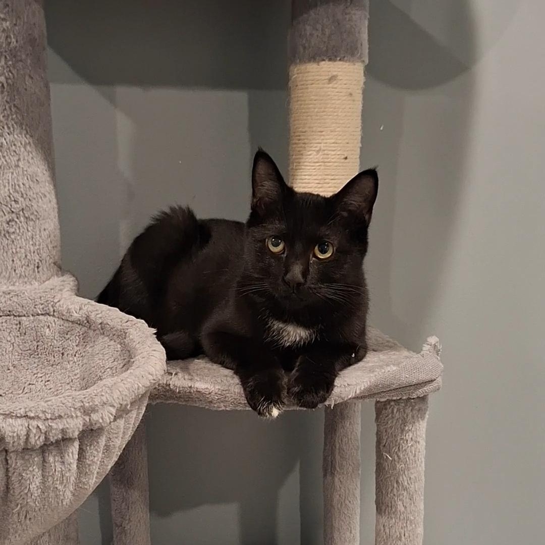 Heidi, a Adoptable Domestic Short Hair in BUTLER, PA image 1/2