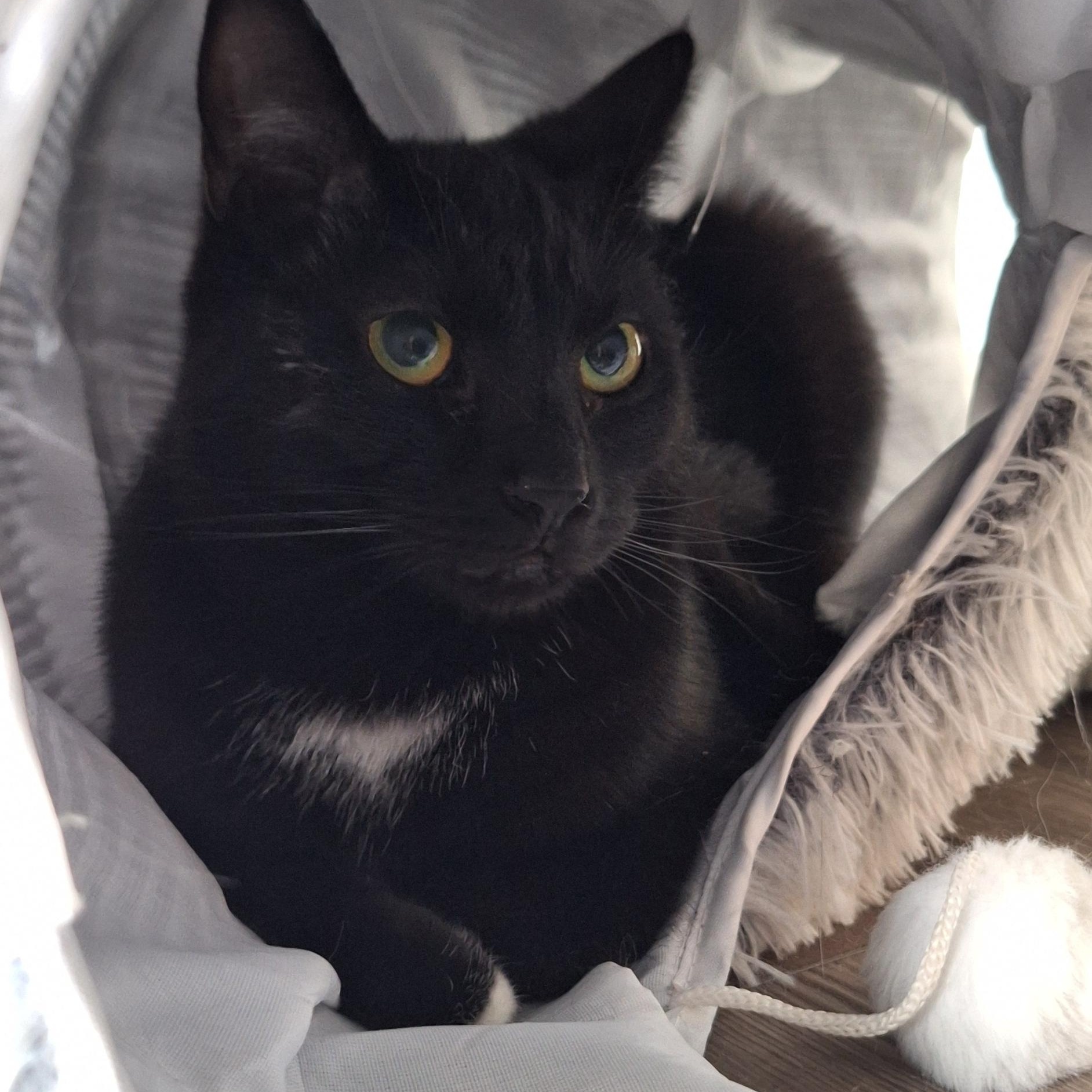 Heidi, a Adoptable Domestic Short Hair in BUTLER, PA image 2/3