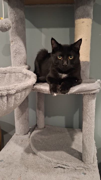 Enlarge Heidi, a Adoptable Domestic Short Hair in BUTLER, PA video 2/2