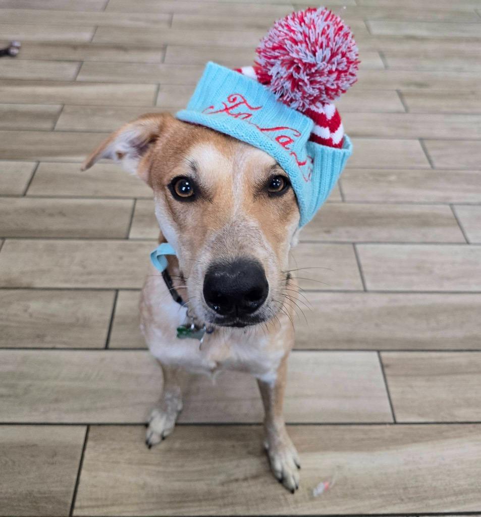 Kuala, a Adoptable mixed breed in North Syracuse, NY image 1/6