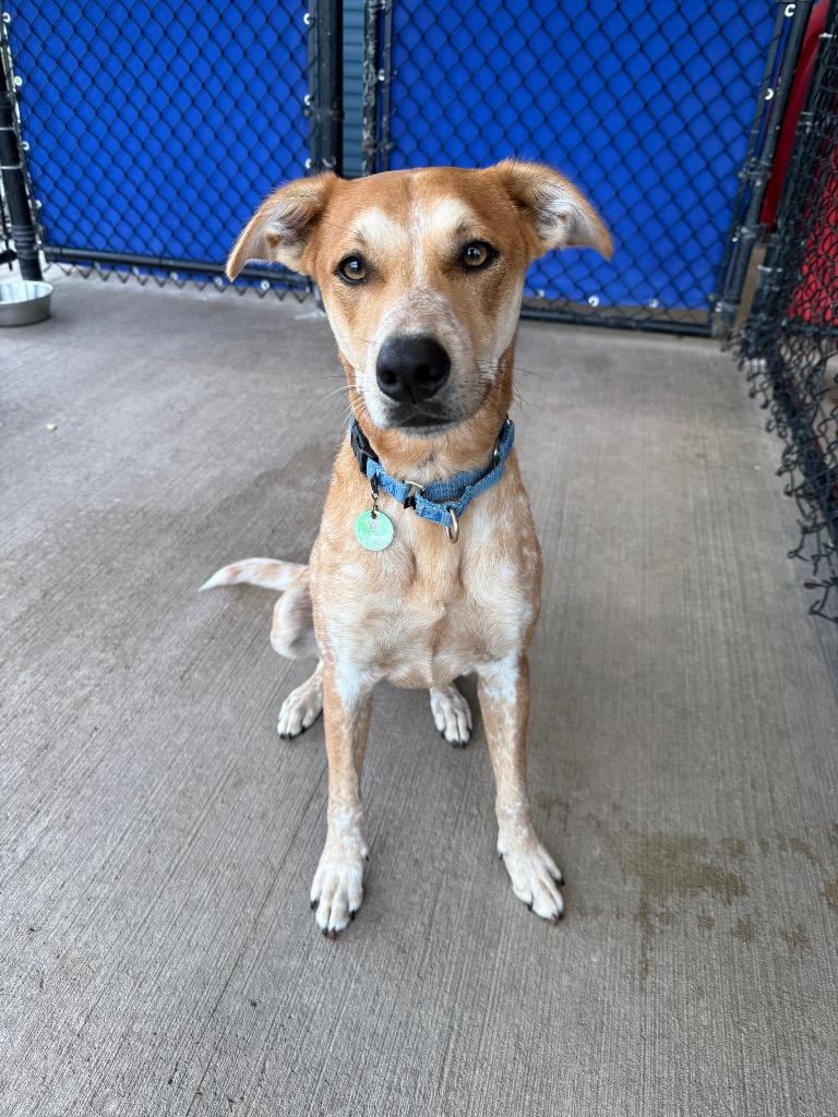 Kuala, a Adoptable mixed breed in North Syracuse, NY image 2/6