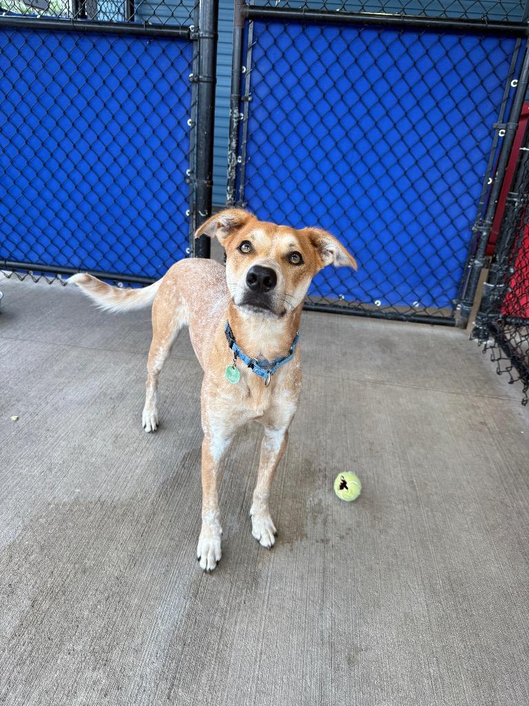 Kuala, a Adoptable mixed breed in North Syracuse, NY image 3/6