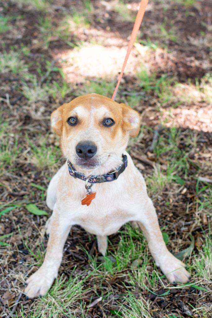 Kuala, a Adoptable mixed breed in North Syracuse, NY image 4/6