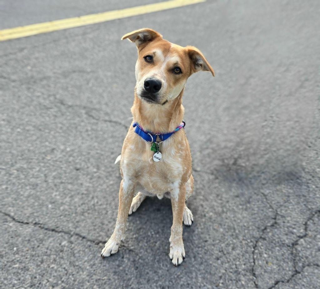 Kuala, a Adoptable mixed breed in North Syracuse, NY image 5/6