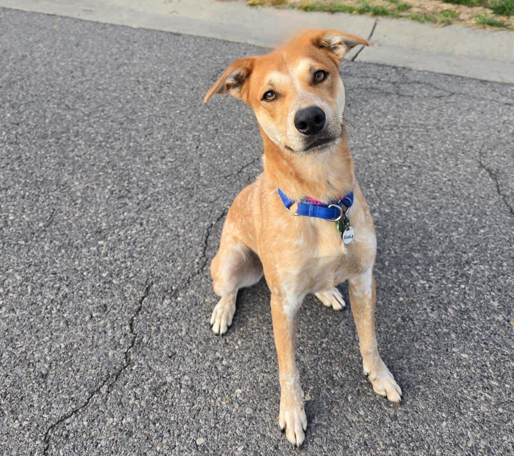 Kuala, a Adoptable mixed breed in North Syracuse, NY image 6/6