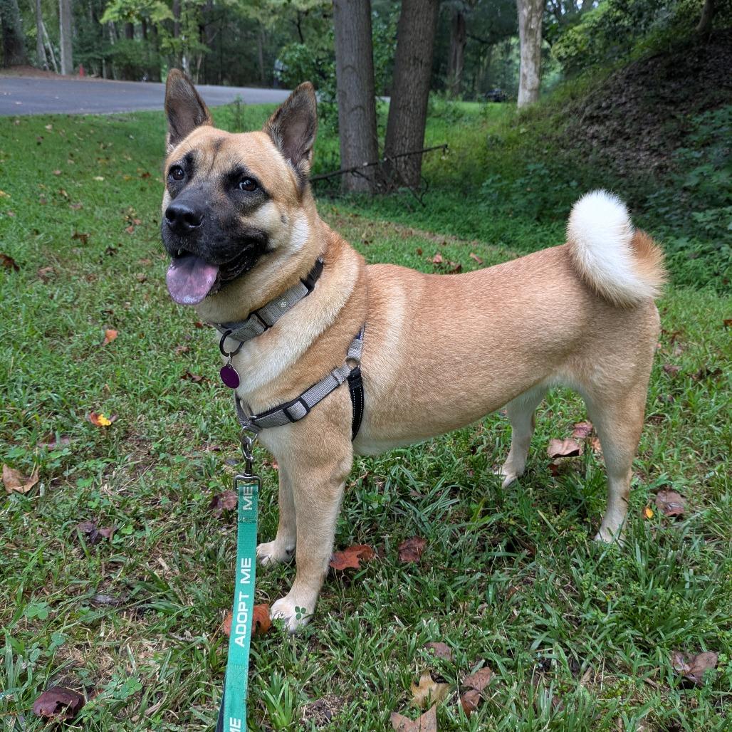 Enlarge Bailey, a Adoptable mixed breed in Richmond, VA image 1/6