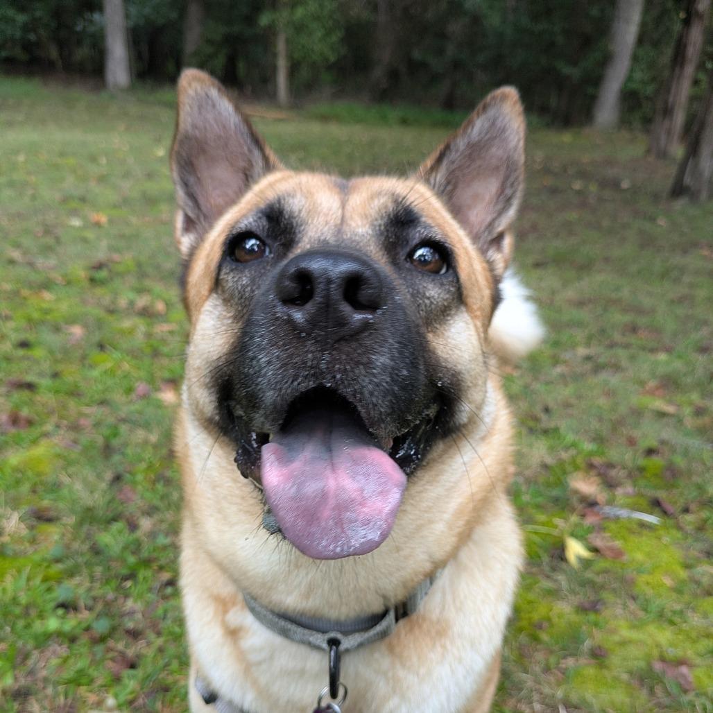 Enlarge Bailey, a Adoptable mixed breed in Richmond, VA image 2/6