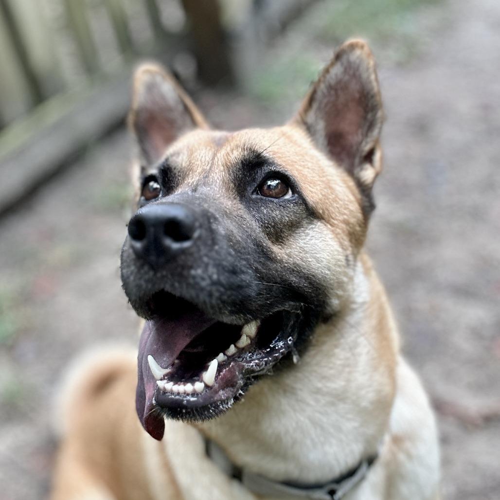 Enlarge Bailey, a Adoptable mixed breed in Richmond, VA image 1/6