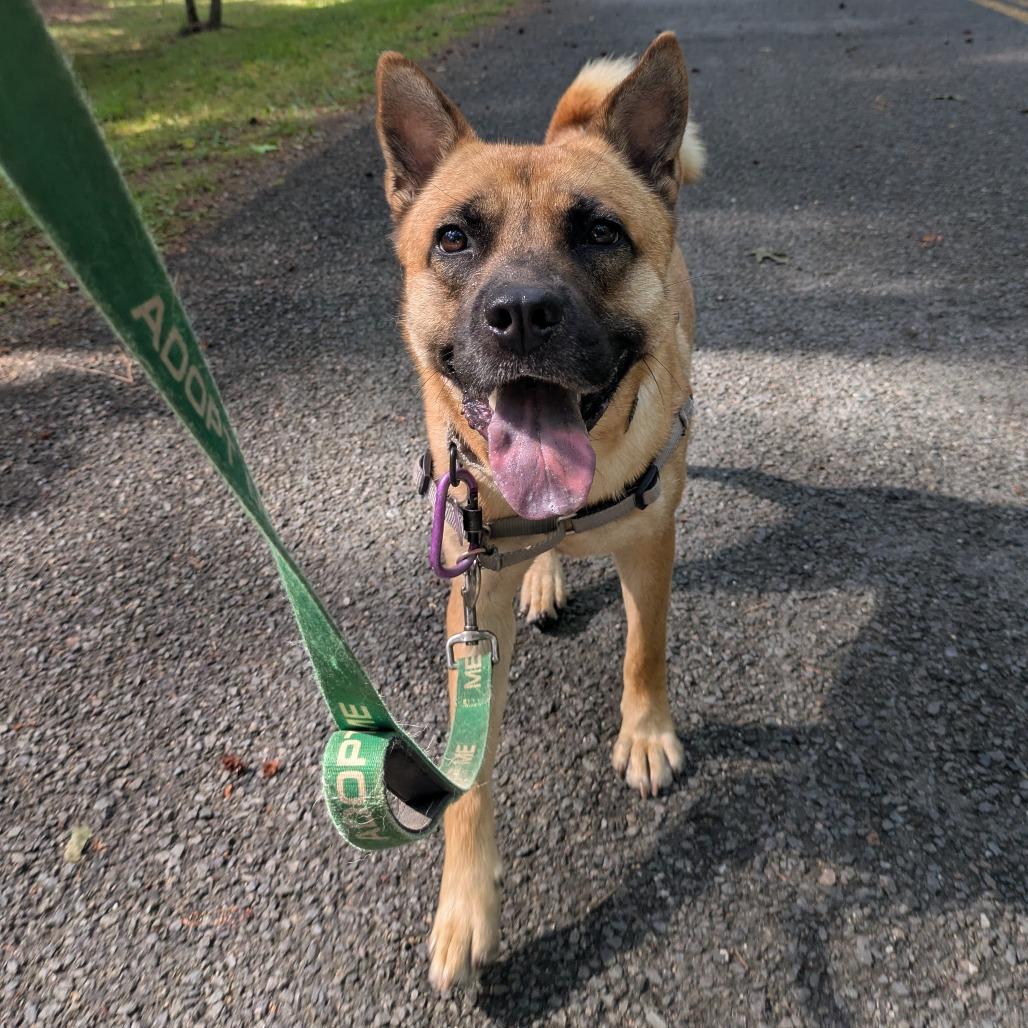 Enlarge Bailey, a Adoptable mixed breed in Richmond, VA image 4/6