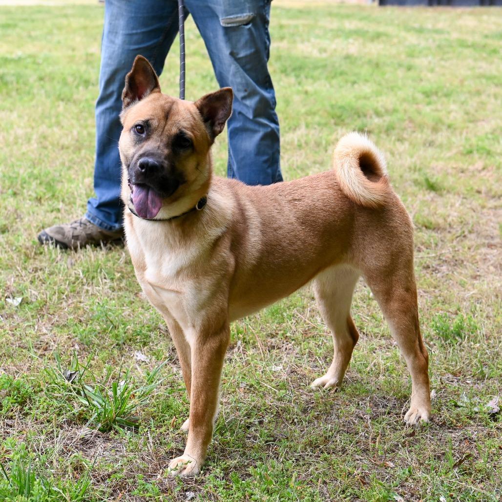 Enlarge Bailey, a Adoptable mixed breed in Richmond, VA image 4/6